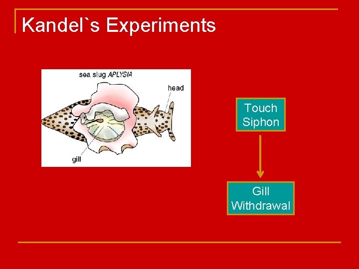 Kandel`s Experiments Touch Siphon Gill Withdrawal 