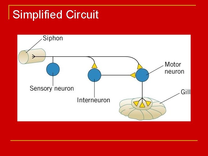 Simplified Circuit 