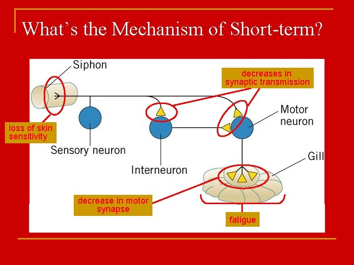 What’s the Mechanism of Short-term? decreases in synaptic transmission loss of skin sensitivity decrease