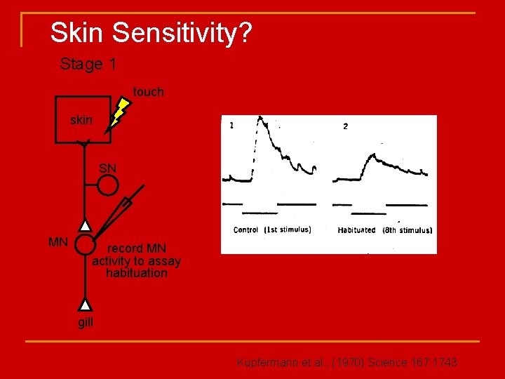 Skin Sensitivity? Stage 1 touch skin SN MN record MN activity to assay habituation