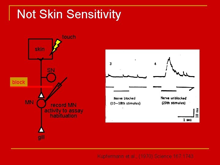 Not Skin Sensitivity touch skin SN block MN record MN activity to assay habituation