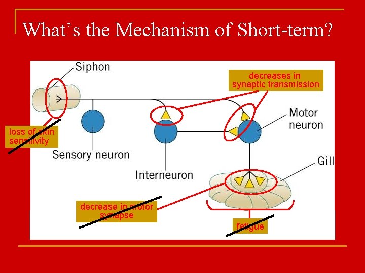 What’s the Mechanism of Short-term? decreases in synaptic transmission loss of skin sensitivity decrease