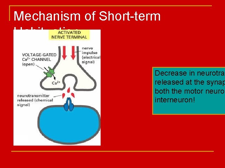 Mechanism of Short-term Habituation Decrease in neurotran released at the synap both the motor