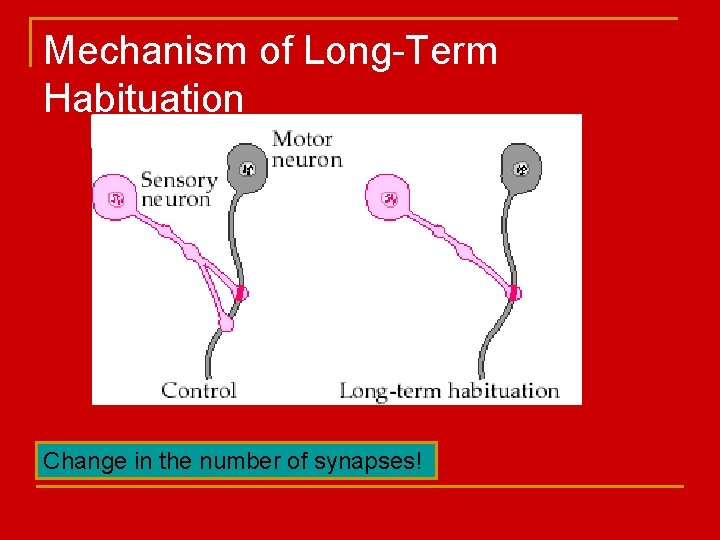 Mechanism of Long-Term Habituation Change in the number of synapses! 