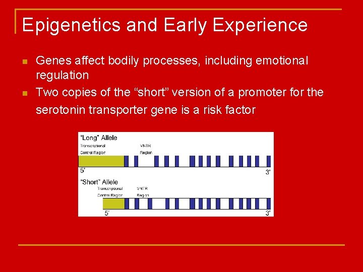 Epigenetics and Early Experience n n Genes affect bodily processes, including emotional regulation Two