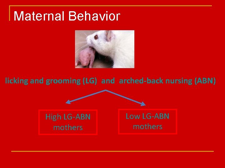 Maternal Behavior licking and grooming (LG) and arched-back nursing (ABN) High LG-ABN mothers Low