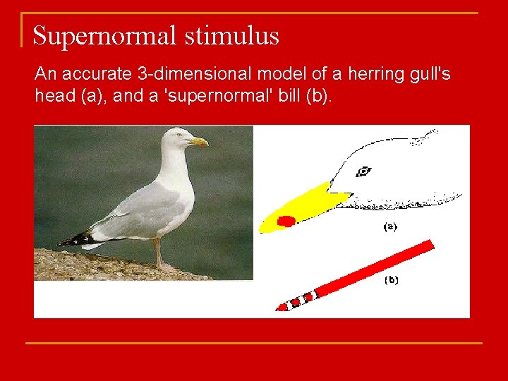 Supernormal stimulus An accurate 3 -dimensional model of a herring gull's head (a), and