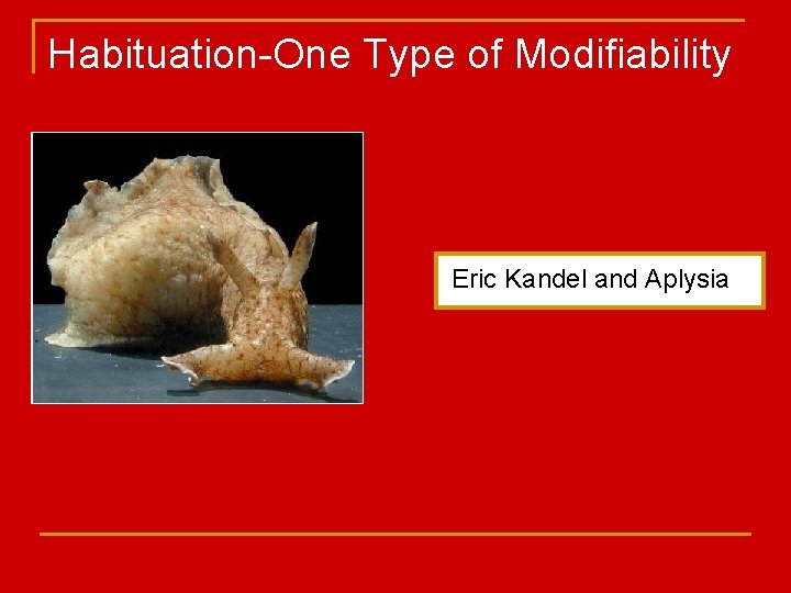 Habituation-One Type of Modifiability Eric Kandel and Aplysia 