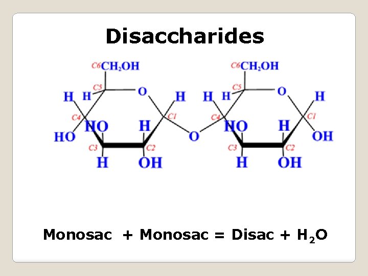 Disaccharides Monosac + Monosac = Disac + H 2 O 