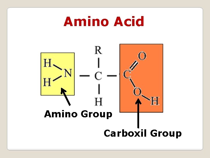 Amino Acid Amino Group Carboxil Group 