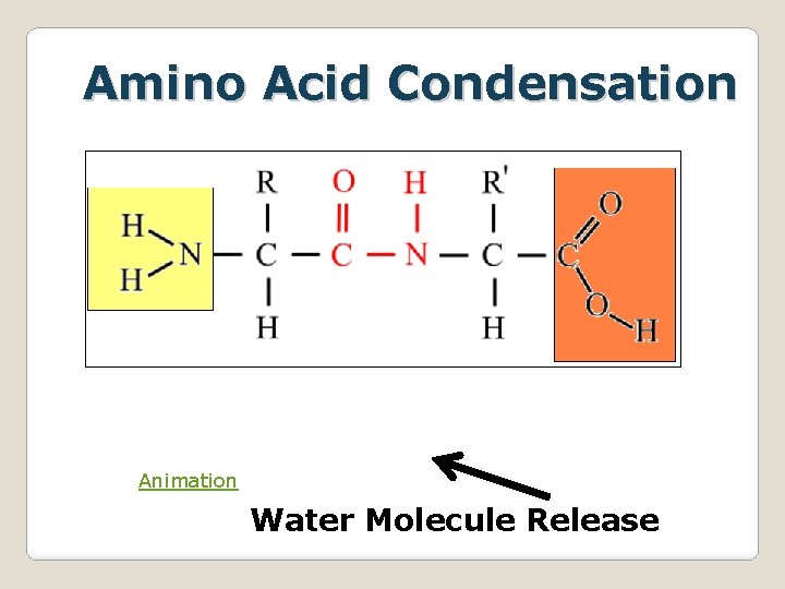 Amino Acid Condensation Animation Water Molecule Release 