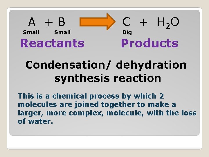 A +B Small Reactants C + H 2 O Big Products Condensation/ dehydration synthesis