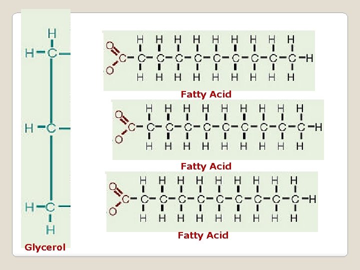 Fatty Acid Glycerol 
