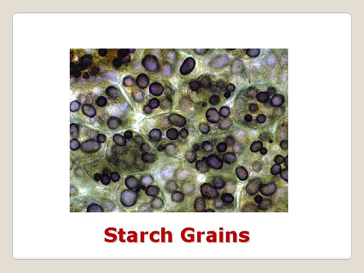 Starch Grains 