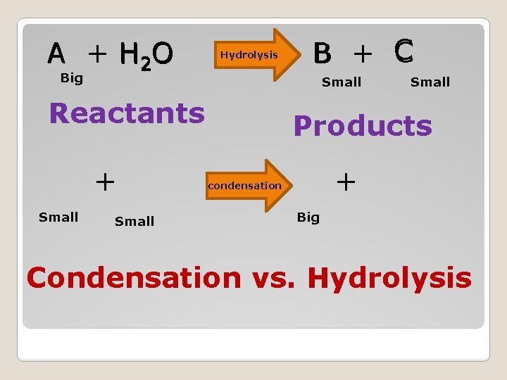 A + H 2 O Hydrolysis B + C Big Small Reactants + Small