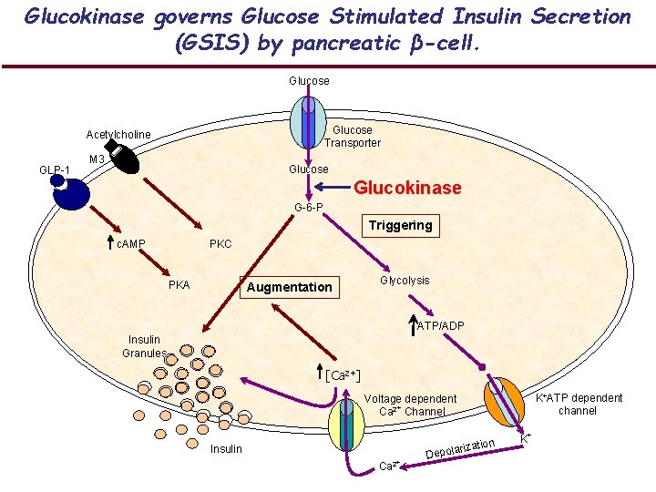 Glucokinase governs Glucose Stimulated Insulin Secretion (GSIS) by pancreatic β-cell. Glucose Transporter Acetylcholine GLP-1