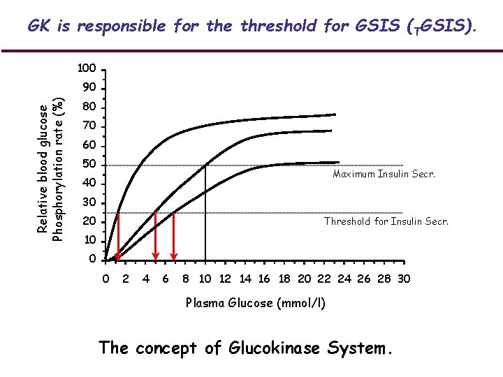 GK is responsible for the threshold for GSIS (TGSIS). 100 Relative blood glucose Phosphorylation