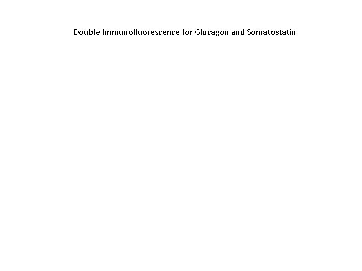 Double Immunofluorescence for Glucagon and Somatostatin 