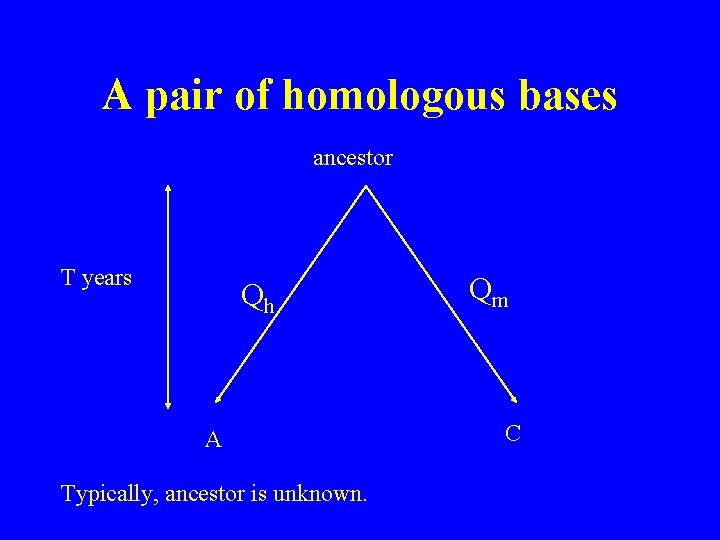 A pair of homologous bases ancestor T years Qh A Typically, ancestor is unknown.