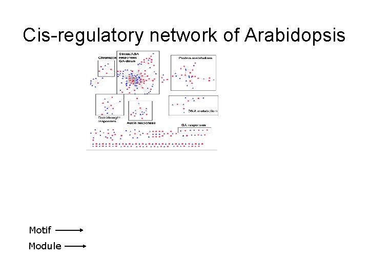 Cis-regulatory network of Arabidopsis Motif Module 