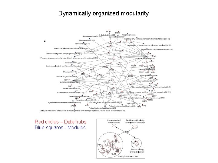 Dynamically organized modularity Red circles – Date hubs Blue squares - Modules 