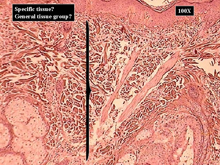 Specific tissue? General tissue group? 100 X 