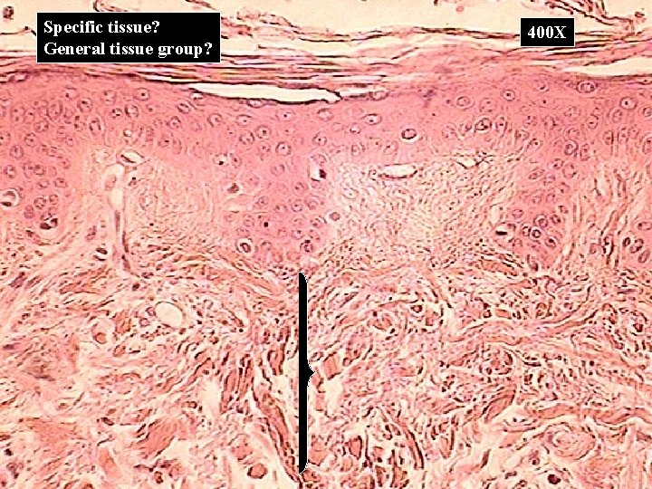Specific tissue? General tissue group? 400 X 