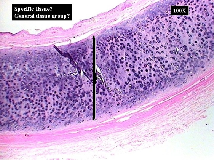 Specific tissue? General tissue group? 100 X 