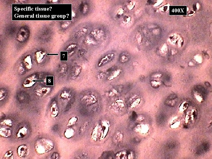 Specific tissue? General tissue group? 7 8 400 X 