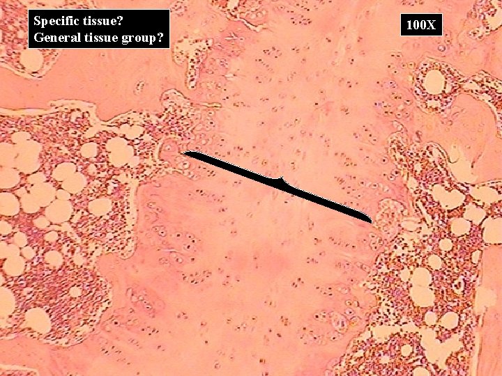Specific tissue? General tissue group? 100 X 