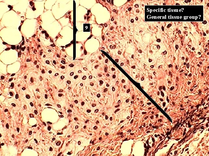 Specific tissue? General tissue group? 9 