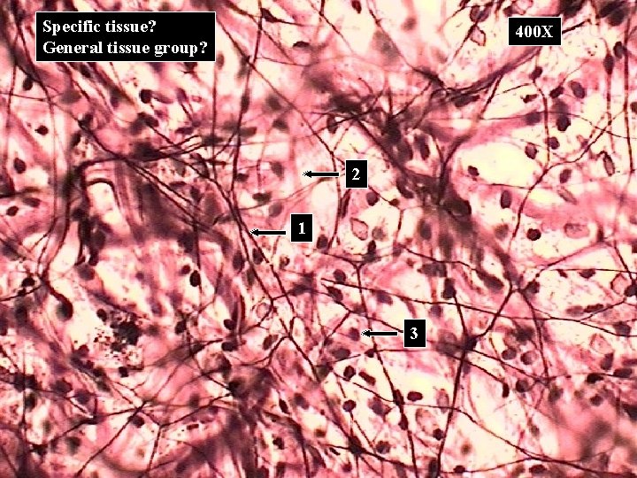 Specific tissue? General tissue group? 400 X 2 1 3 