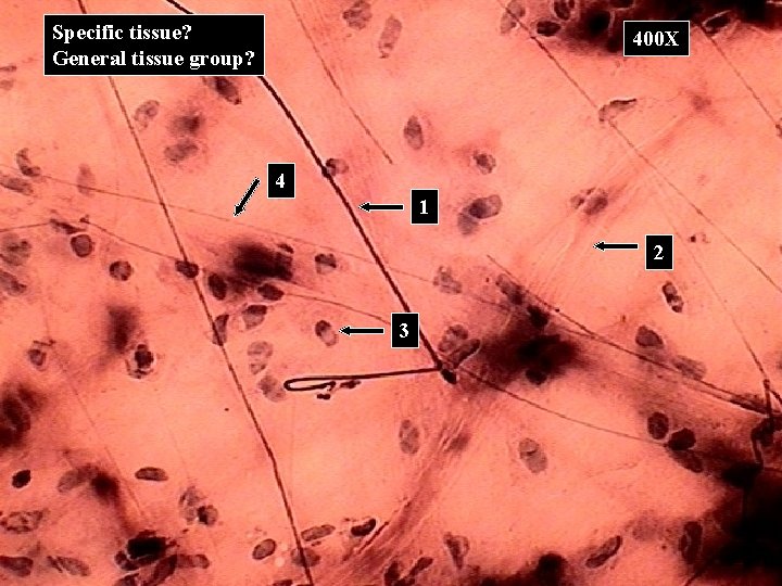 Specific tissue? General tissue group? 400 X 4 1 2 3 