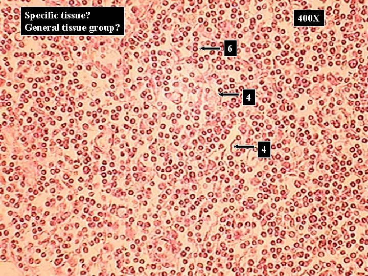 Specific tissue? General tissue group? 400 X 6 4 4 