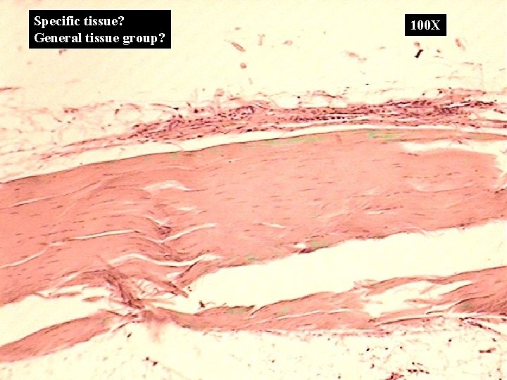 Specific tissue? General tissue group? 100 X 