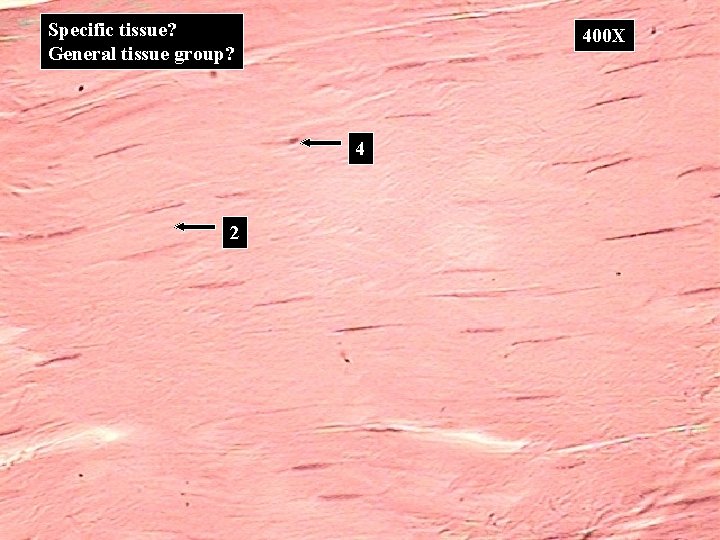 Specific tissue? General tissue group? 400 X 4 2 