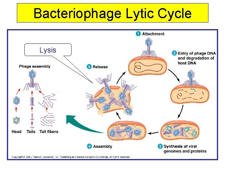 Bacteriophage Lytic Cycle Lysis 
