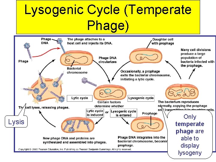 Lysogenic Cycle (Temperate Phage) Lysis Only temperate phage are able to display lysogeny 