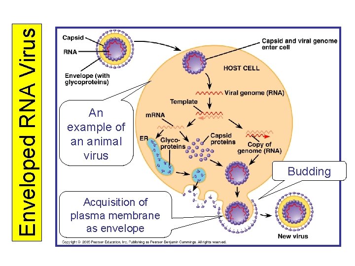Enveloped RNA Virus An example of an animal virus Budding Acquisition of plasma membrane