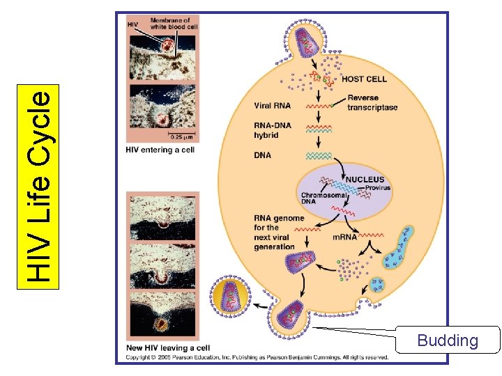 Budding HIV Life Cycle 