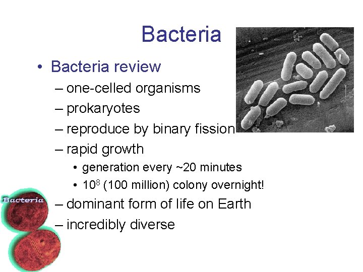 Bacteria • Bacteria review – one-celled organisms – prokaryotes – reproduce by binary fission
