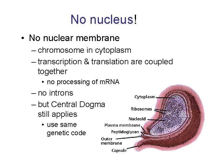 No nucleus! • No nuclear membrane – chromosome in cytoplasm – transcription & translation