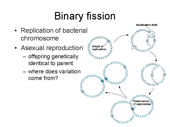 Binary fission • Replication of bacterial chromosome • Asexual reproduction – offspring genetically identical