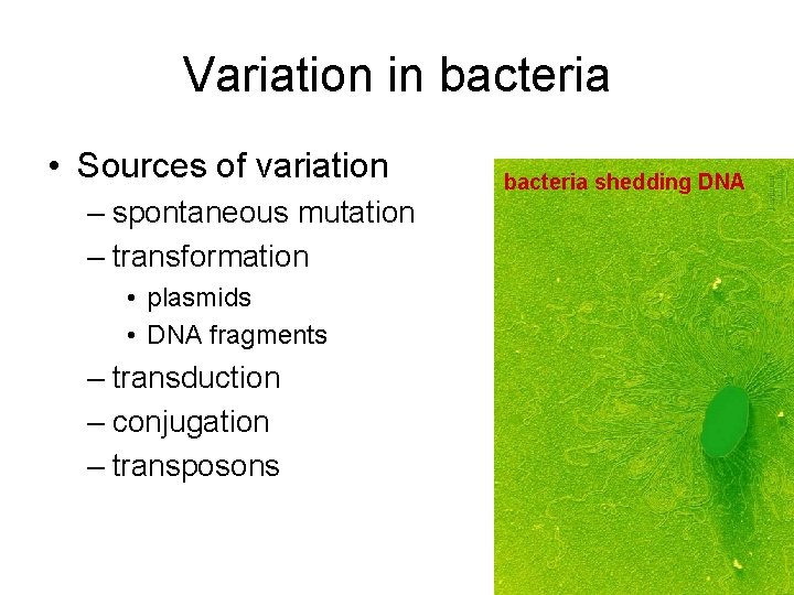 Variation in bacteria • Sources of variation – spontaneous mutation – transformation • plasmids