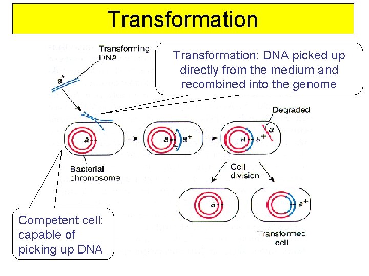 Transformation: DNA picked up directly from the medium and recombined into the genome Competent