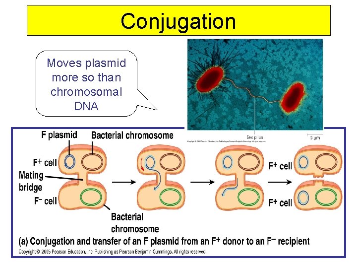 Conjugation Moves plasmid more so than chromosomal DNA 