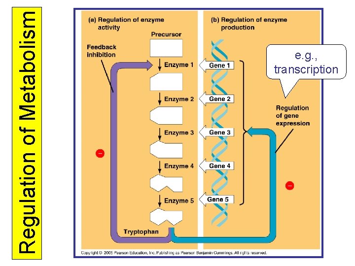 Regulation of Metabolism e. g. , transcription 