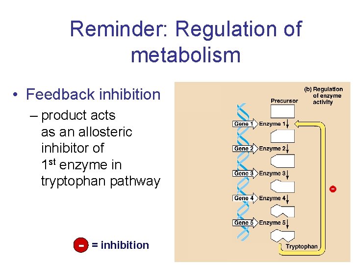 Reminder: Regulation of metabolism • Feedback inhibition – product acts as an allosteric inhibitor