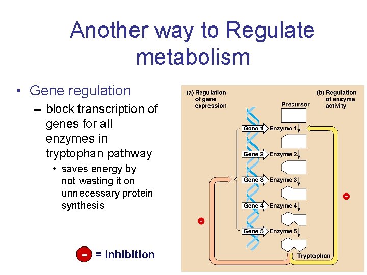 Another way to Regulate metabolism • Gene regulation – block transcription of genes for