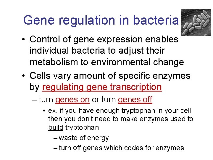 Gene regulation in bacteria • Control of gene expression enables individual bacteria to adjust